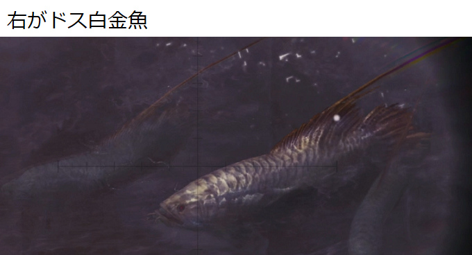 ドス白金魚